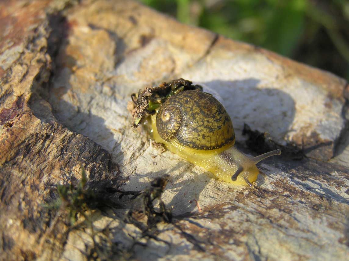 Cantareus apertus (Born, 1778)